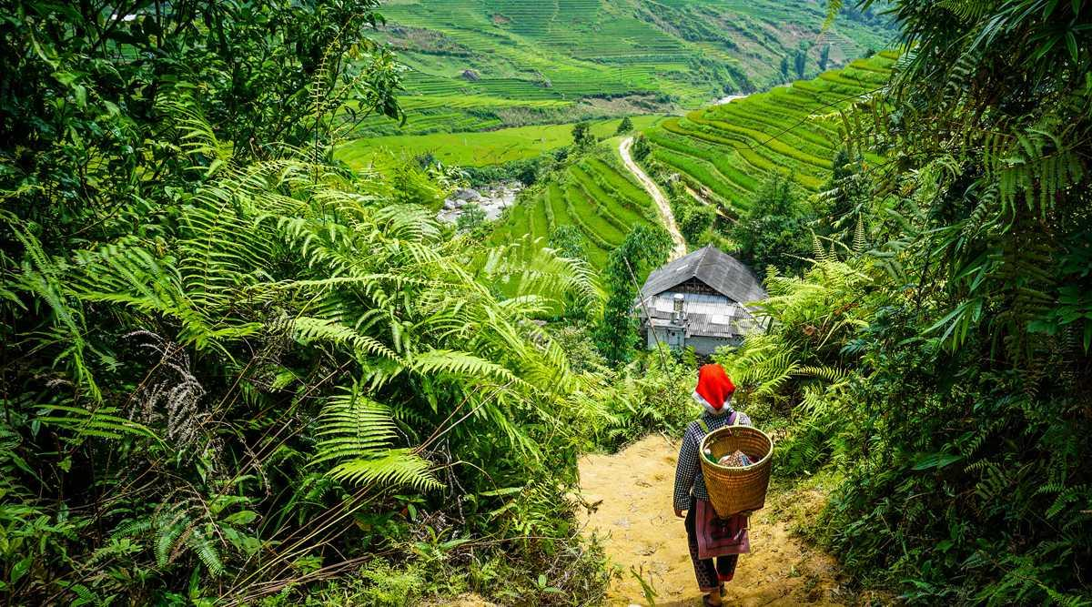 Sapa Trekking Tour: Rice Terraces, Villages & Mountain Trails