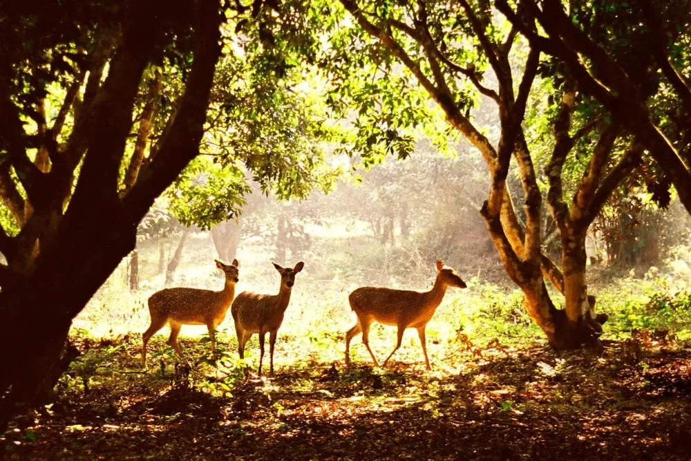 Cuc Phuong National Park: Vietnam’s Oldest National Park Guide