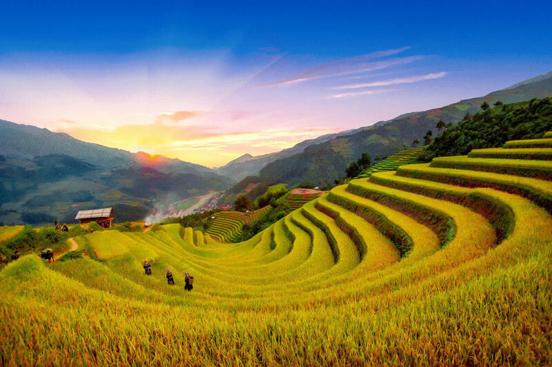 Sapa Rice Harvest Season: When the Mountains Turn Golden